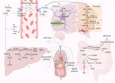 Tryptophan metabolism: Mechanism-oriented therapy for neurological and psychiatric disorders